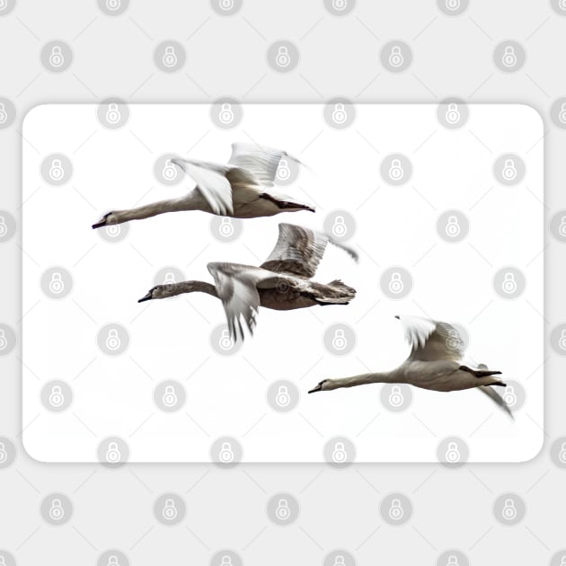 Flying swans on a white background - The dream of freedom! Design by Salogwyn Life Art Sticker by Salogwyn